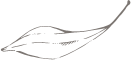 잎