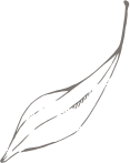 잎