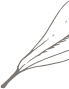 잎